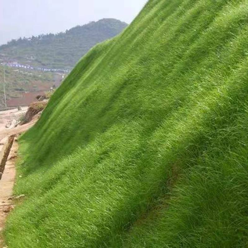 高羊茅高羊茅草种