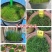 高羊茅高羊茅草种