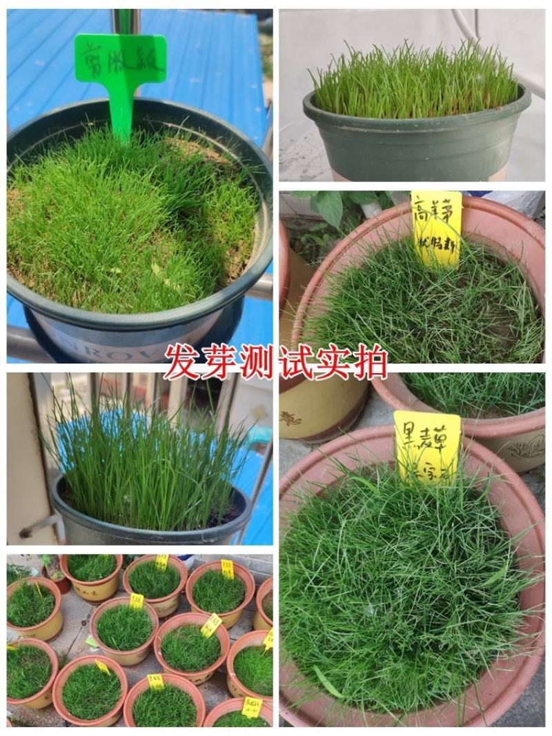 高羊茅高羊茅草种