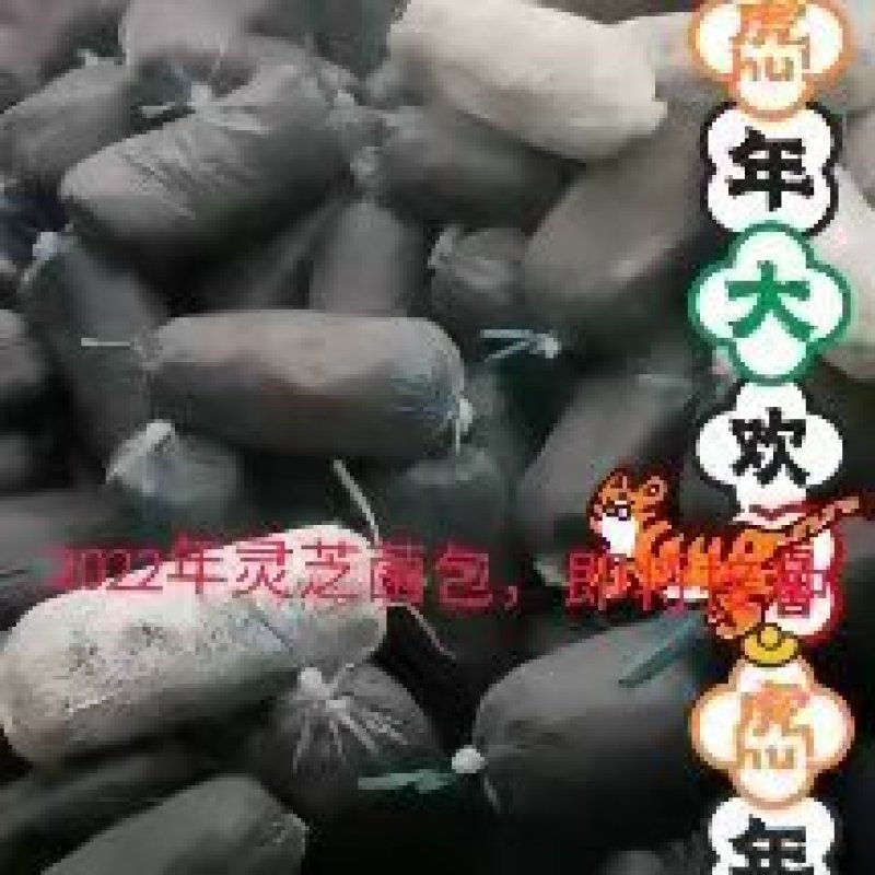 菌包，灵芝菌棒，赤芝菌棒，灵芝活体菌包，山东冠县发货