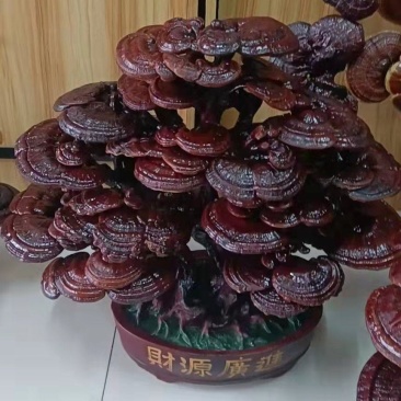 灵芝盆景，祥瑞盆景，居家摆放，商务送礼，开业送礼