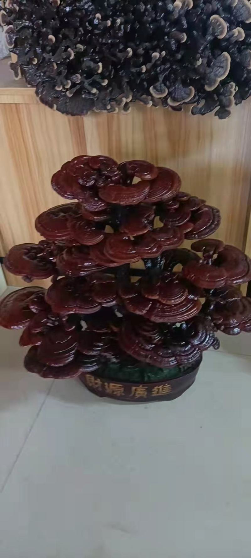 灵芝盆景，祥瑞盆景，居家摆放，商务送礼，开业送礼