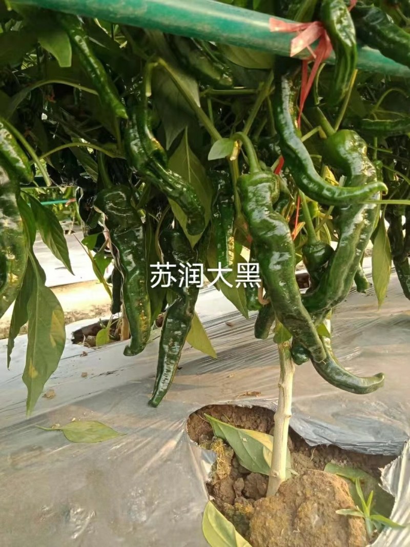 皱皮羊角型辣椒种子辣味香浓中早熟皮薄质脆抗病强产量高