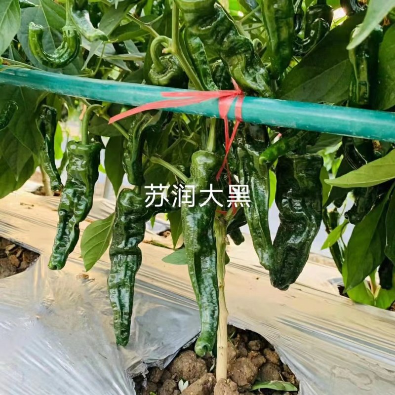 皱皮羊角型辣椒种子辣味香浓中早熟皮薄质脆抗病强产量高