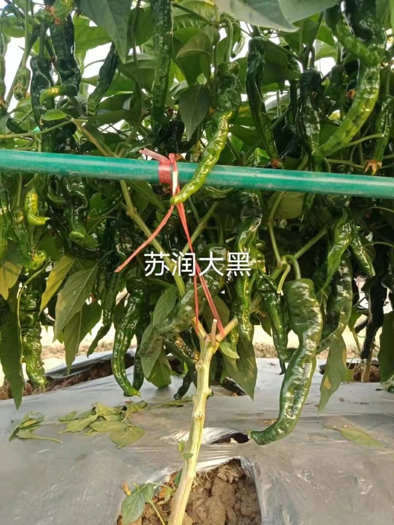 皱皮羊角型辣椒种子辣味香浓中早熟皮薄质脆抗病强产量高
