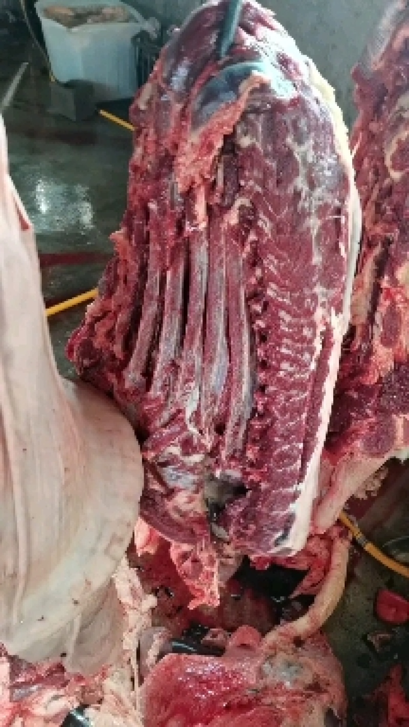 精品新鲜驴肉带皮驴肉，厂家直发，货源充足，品质保证