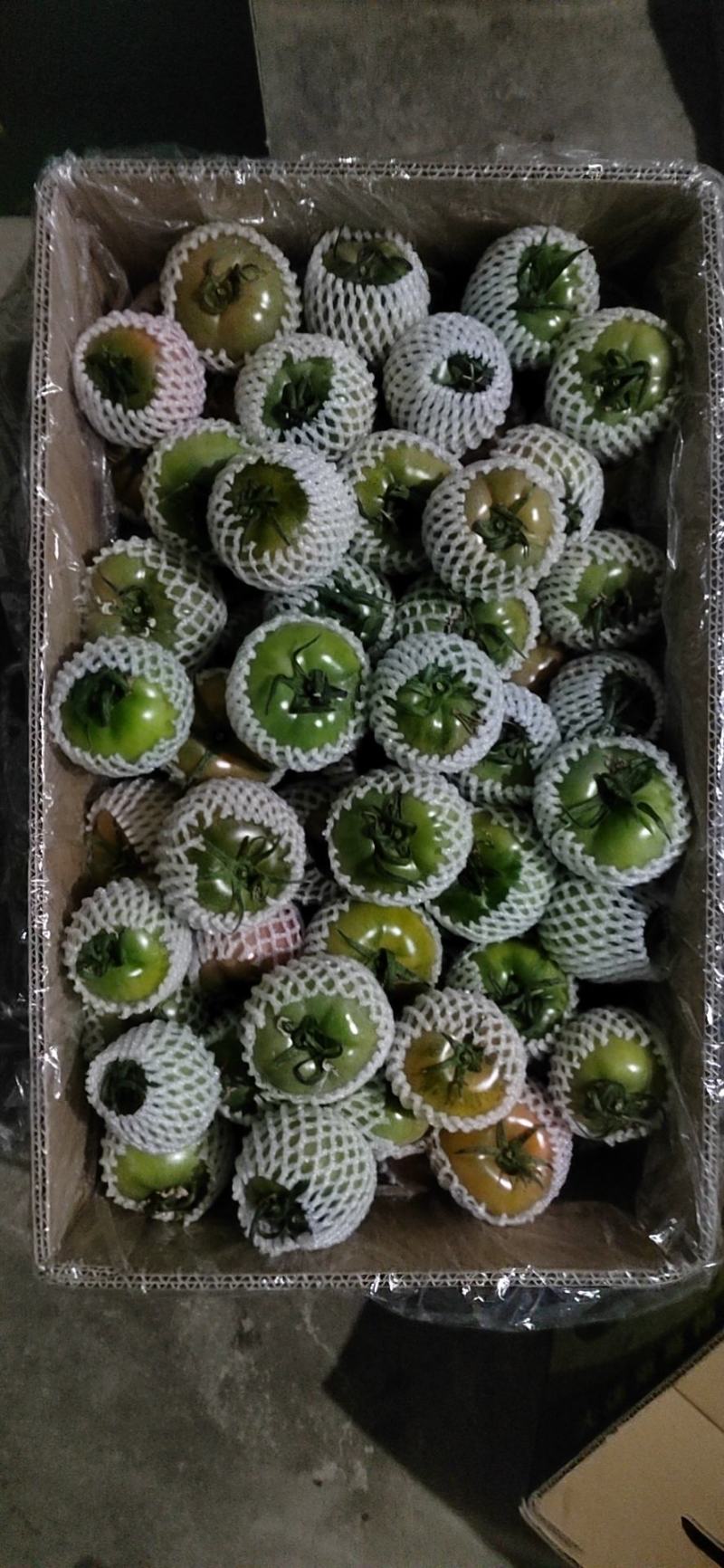 草莓柿子，铁柿子，千禧小柿子