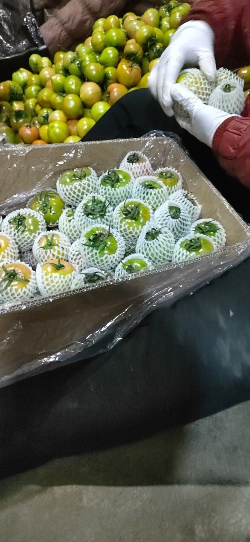 草莓柿子，铁柿子，千禧小柿子