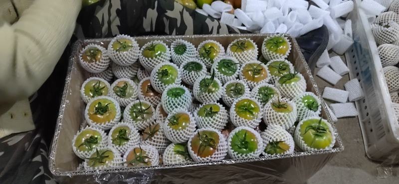 草莓柿子，铁柿子，千禧小柿子