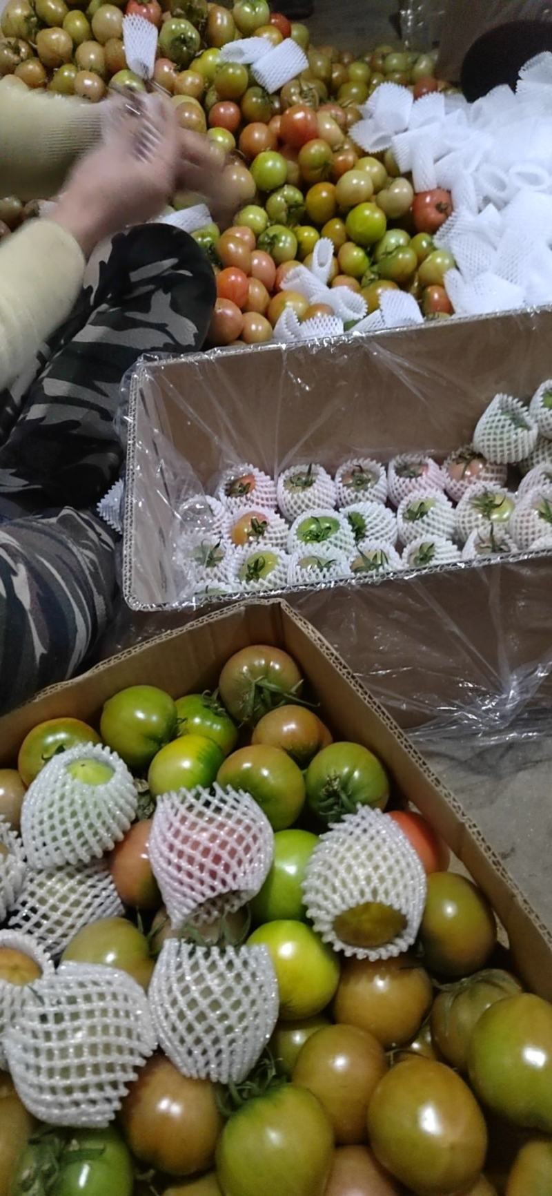 草莓柿子，铁柿子，千禧小柿子