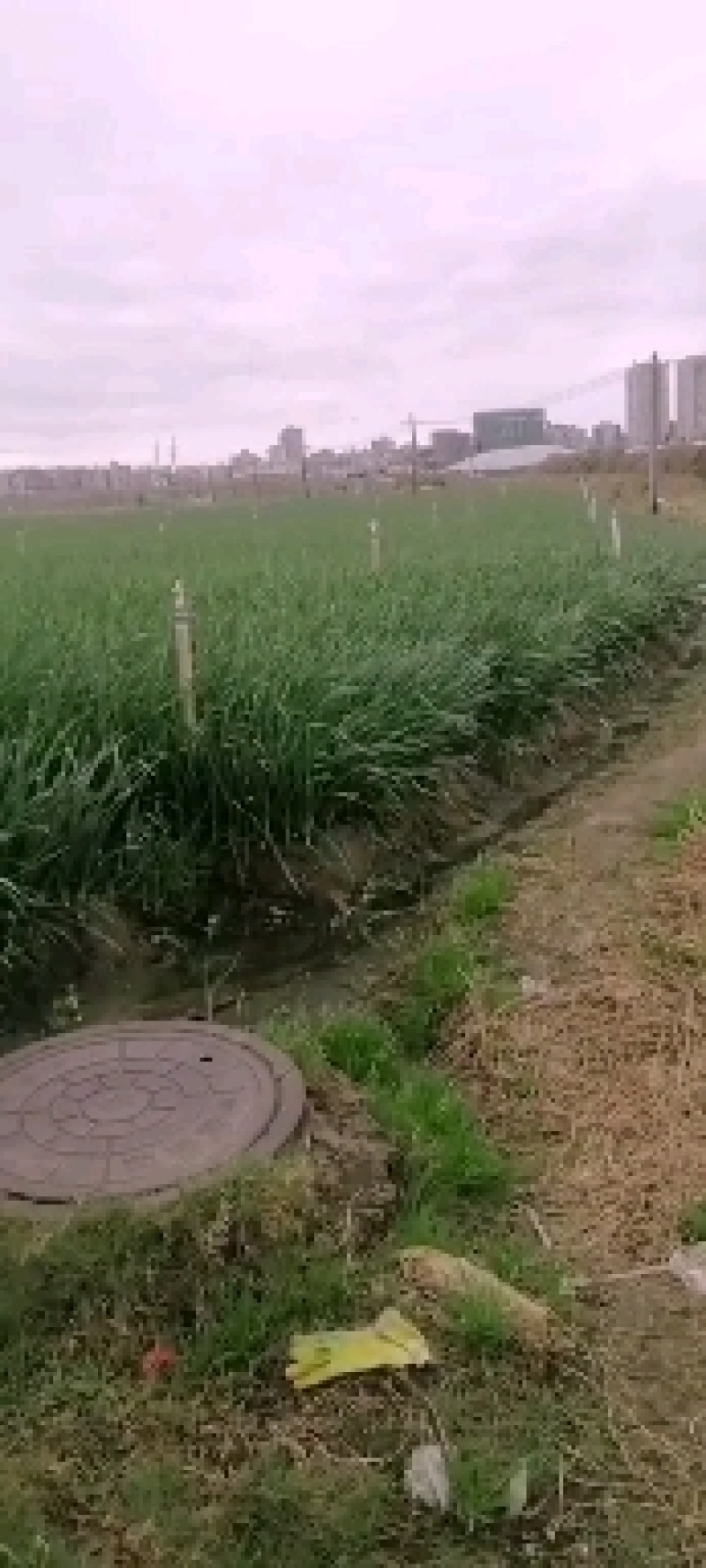 红根蒜苗
