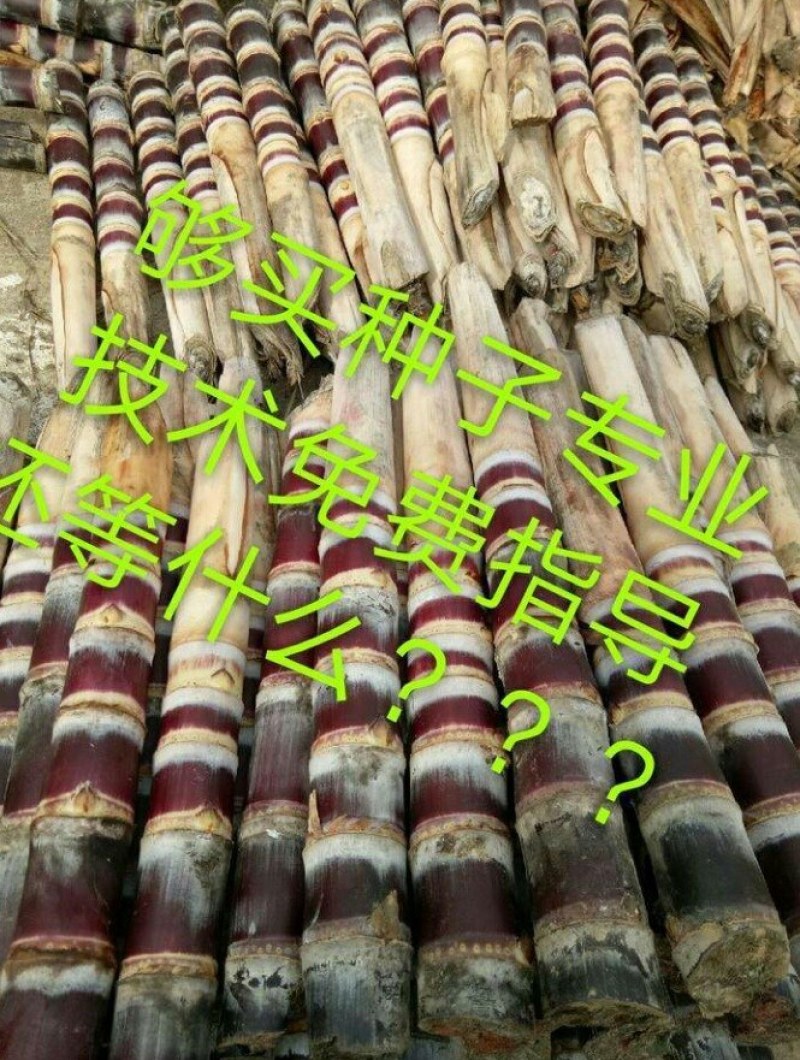 广西黑皮甘蔗苗品种优良产量高易种植产地直接发货…