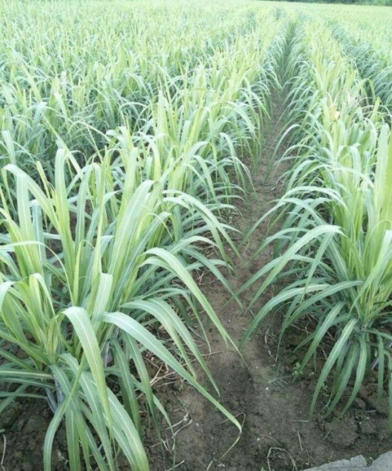 广西黑皮甘蔗苗品种优良产量高易种植产地直接发货…