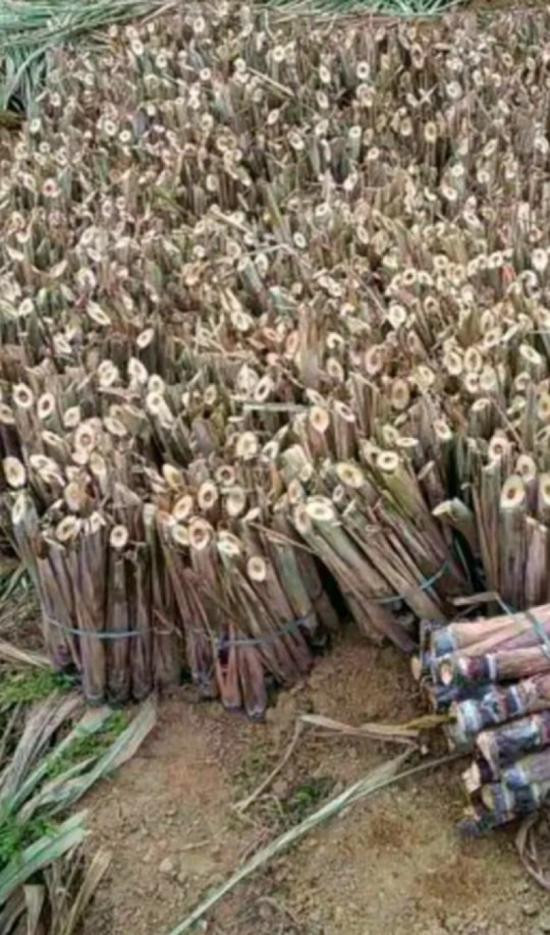 广西黑皮甘蔗苗品种优良产量高易种植产地直接发货…