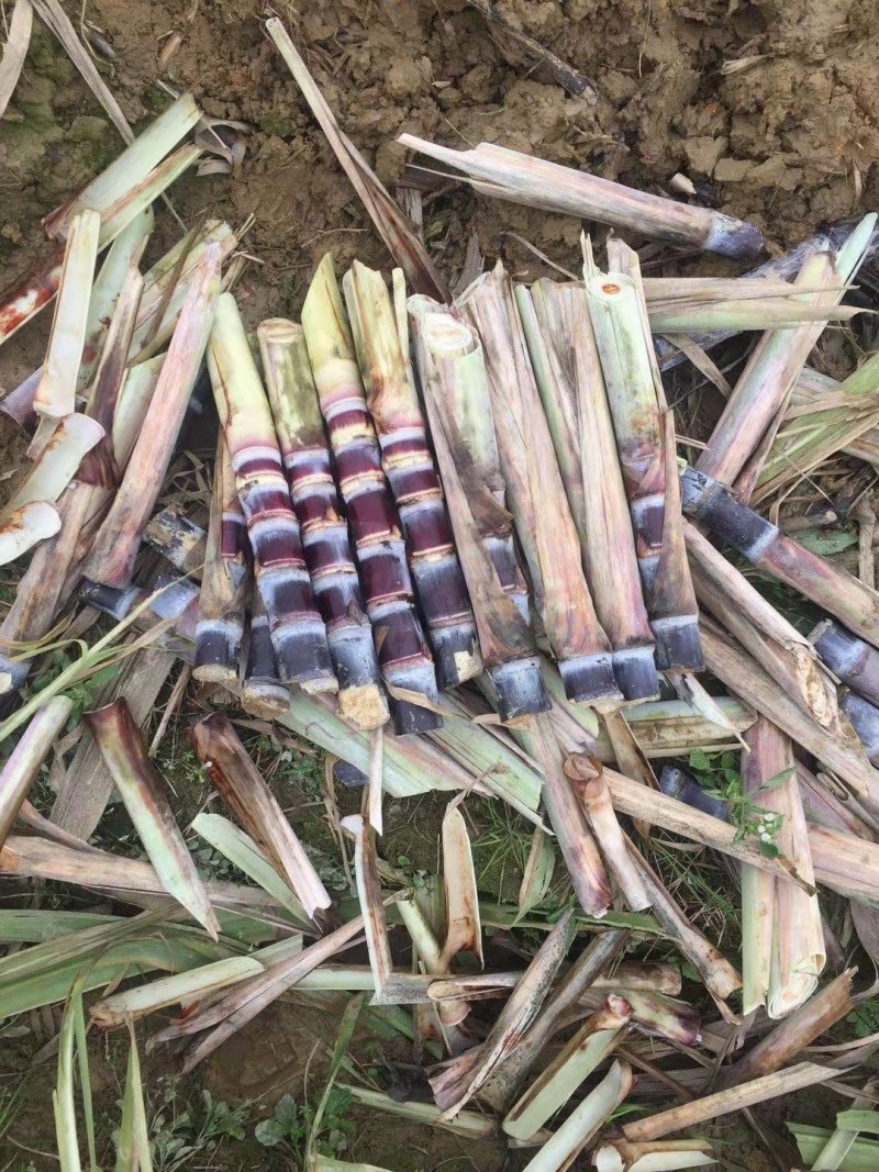 广西黑皮甘蔗苗品种优良产量高易种植产地直接发货…