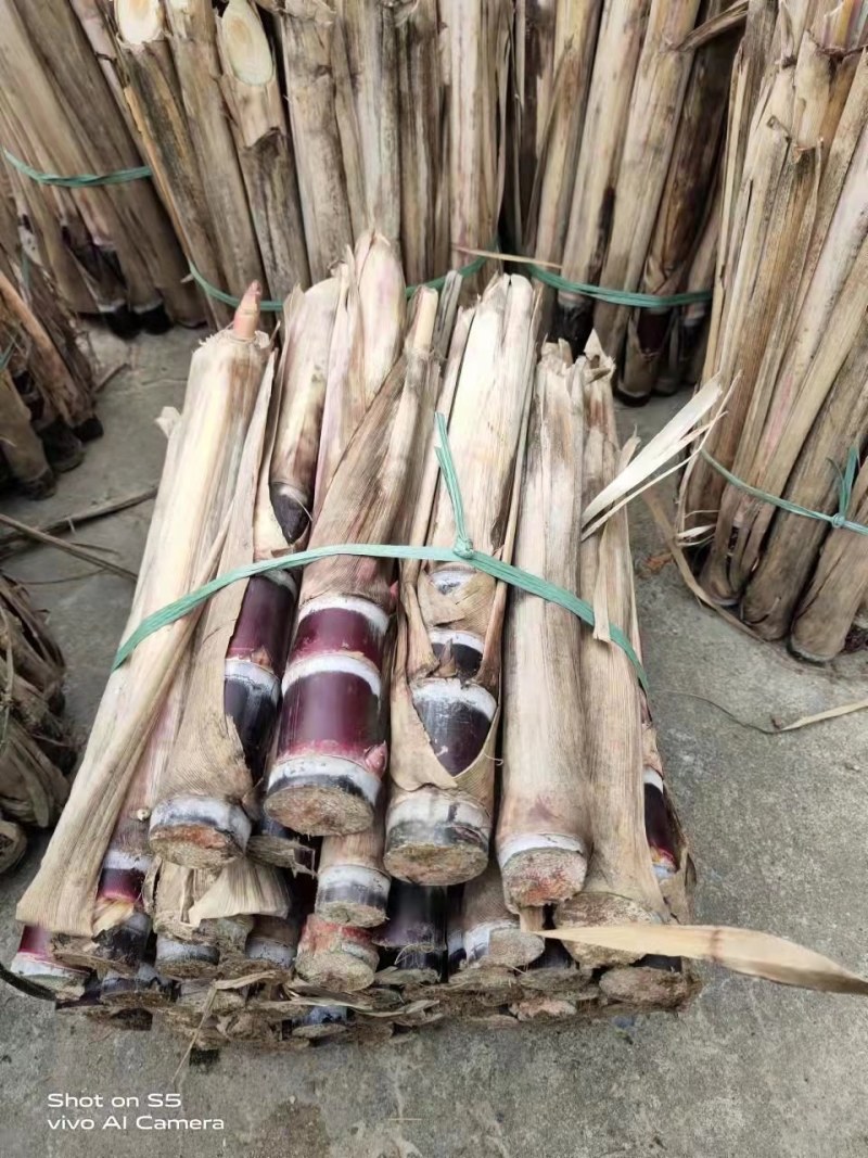 广西黑皮甘蔗苗品种优良产量高易种植产地直接发货…