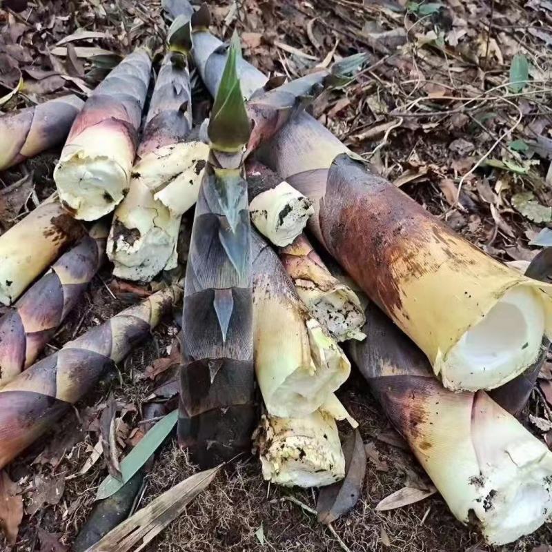 生鲜苦笋广西高山春笋新鲜现挖苦笋野生竹笋火锅好料苦笋