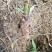 生鲜苦笋广西高山春笋新鲜现挖苦笋野生竹笋火锅好料苦笋