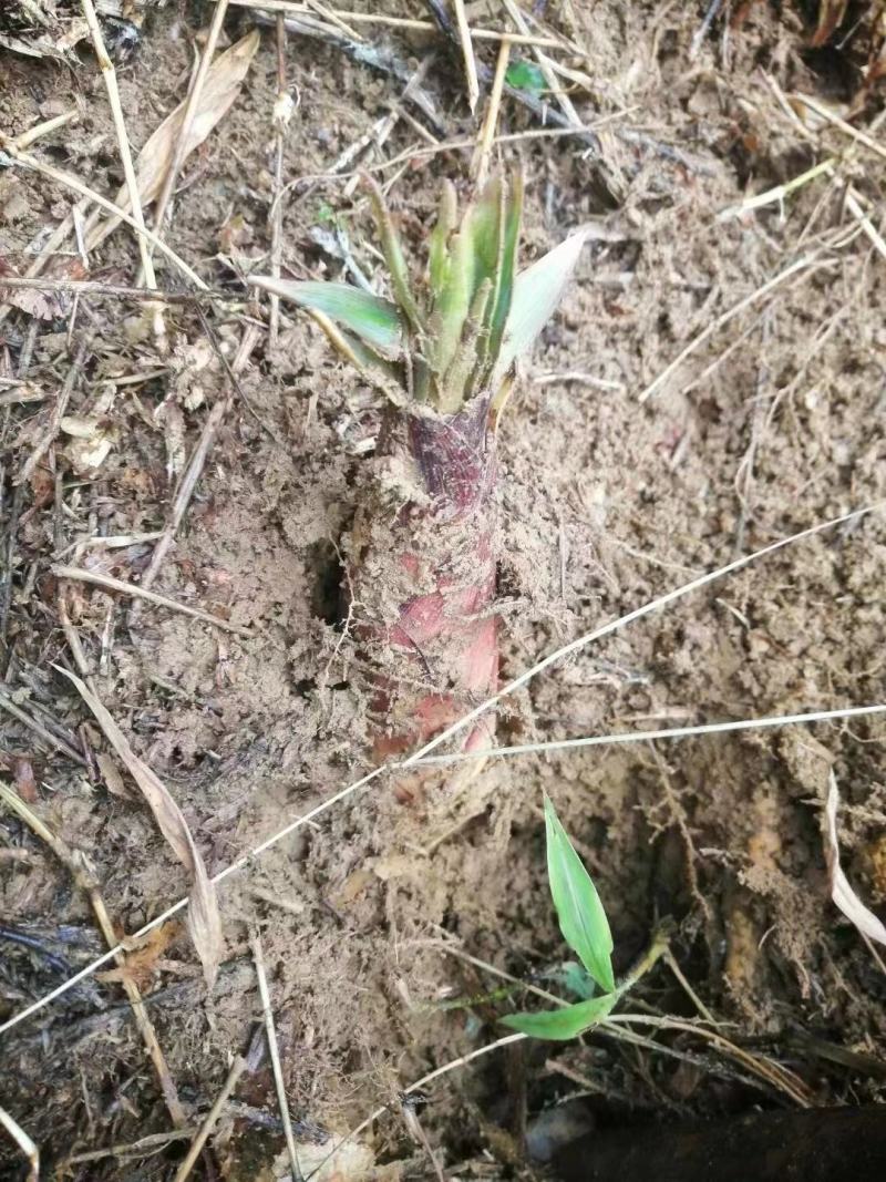 生鲜苦笋广西高山春笋新鲜现挖苦笋野生竹笋火锅好料苦笋