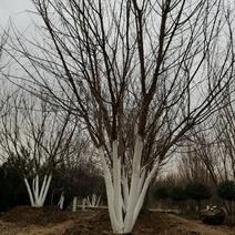 移栽容器苗，5.5米到6米丛生元宝枫！春季大量出圃！