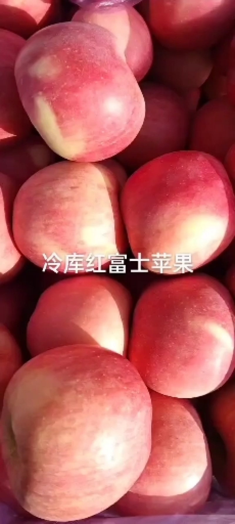 乐亭县富士苹果大量现货需要的老板联系我