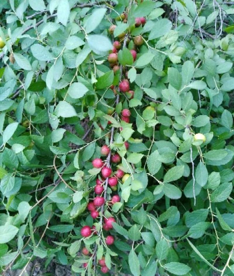 6苗老根钙果苗，一大窝