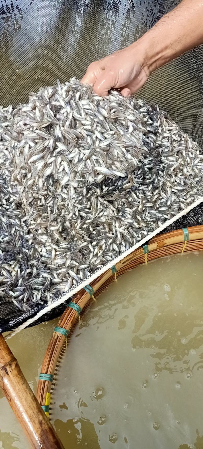 优质加州鲈鱼苗生长速度快已驯料支持空运客运送货