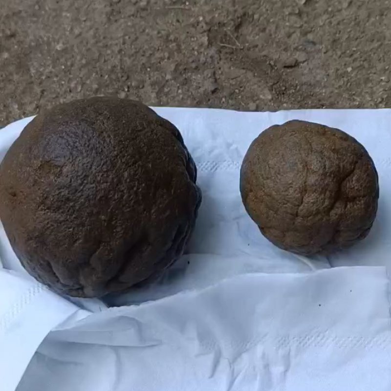 羊宝出售