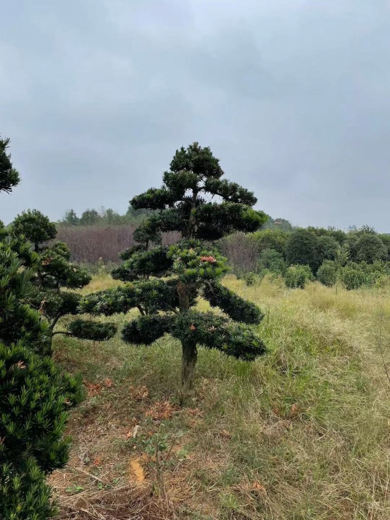 自己家基地大量供应各种规格造型罗汉松品种齐全价格优惠