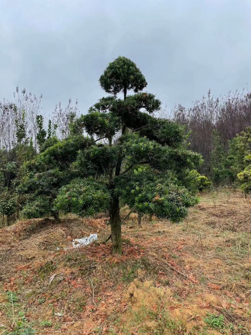 自己家基地大量供应各种规格造型罗汉松品种齐全价格优惠