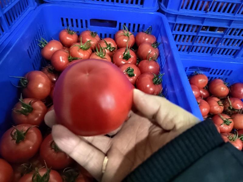 【普罗旺斯口感西红柿】基地直供无土栽培雄蜂授粉