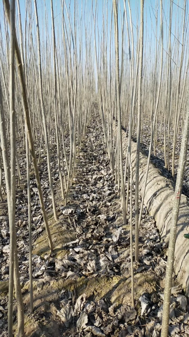 107速生杨种植基地，黄土黄根，根系发达。