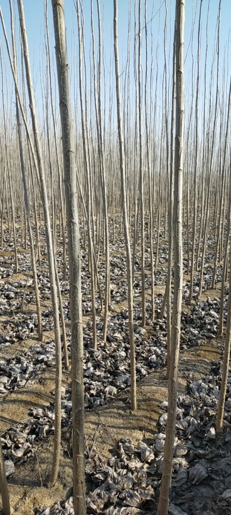 107速生杨种植基地，黄土黄根，根系发达。