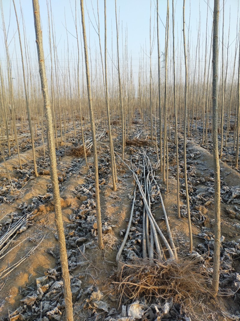 107速生杨种植基地，黄土黄根，根系发达。