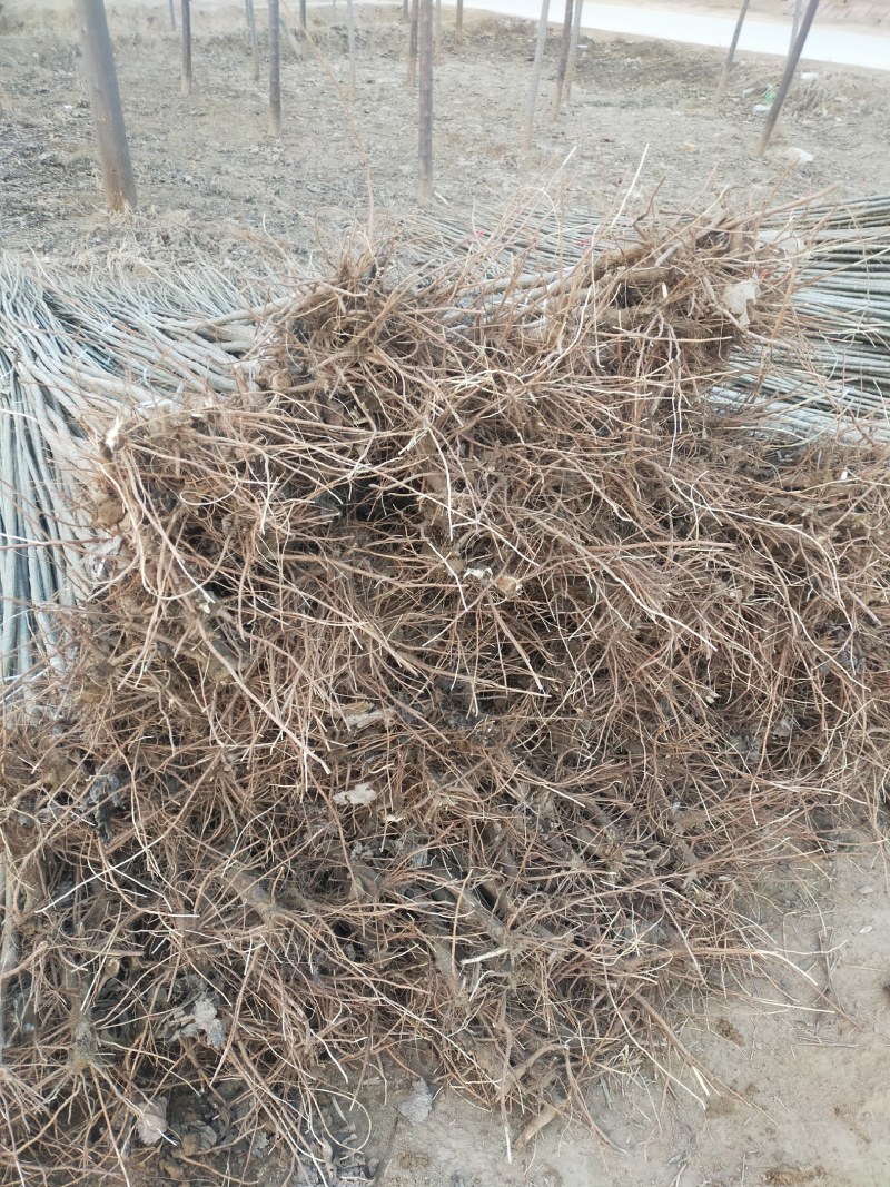 107速生杨种植基地，黄土黄根，根系发达。