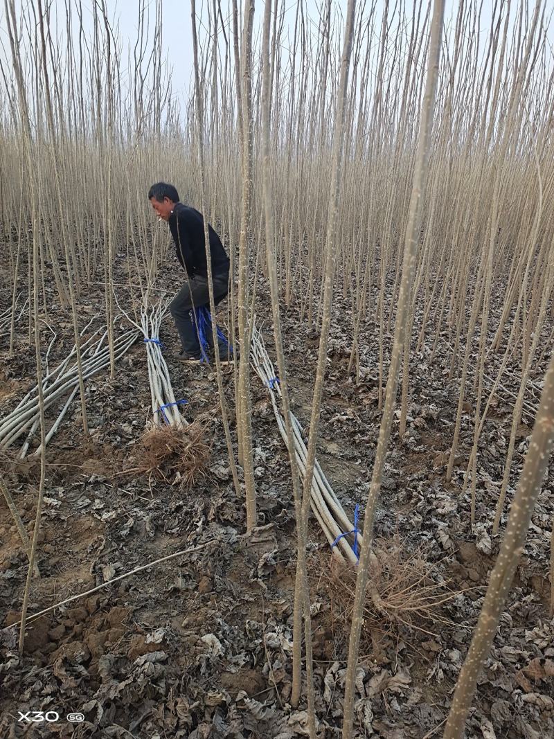 速生杨树苗产地，现挖鲜苗当天发货，新改良无絮杨树，规格齐