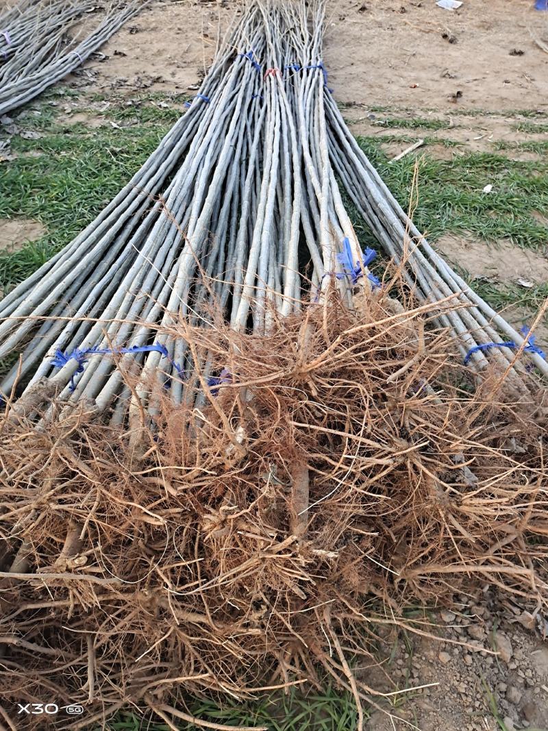 速生杨树苗产地，现挖鲜苗当天发货，新改良无絮杨树，规格齐