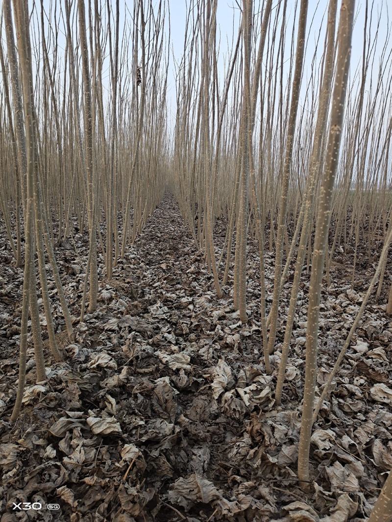 速生杨树苗产地，现挖鲜苗当天发货，新改良无絮杨树，规格齐