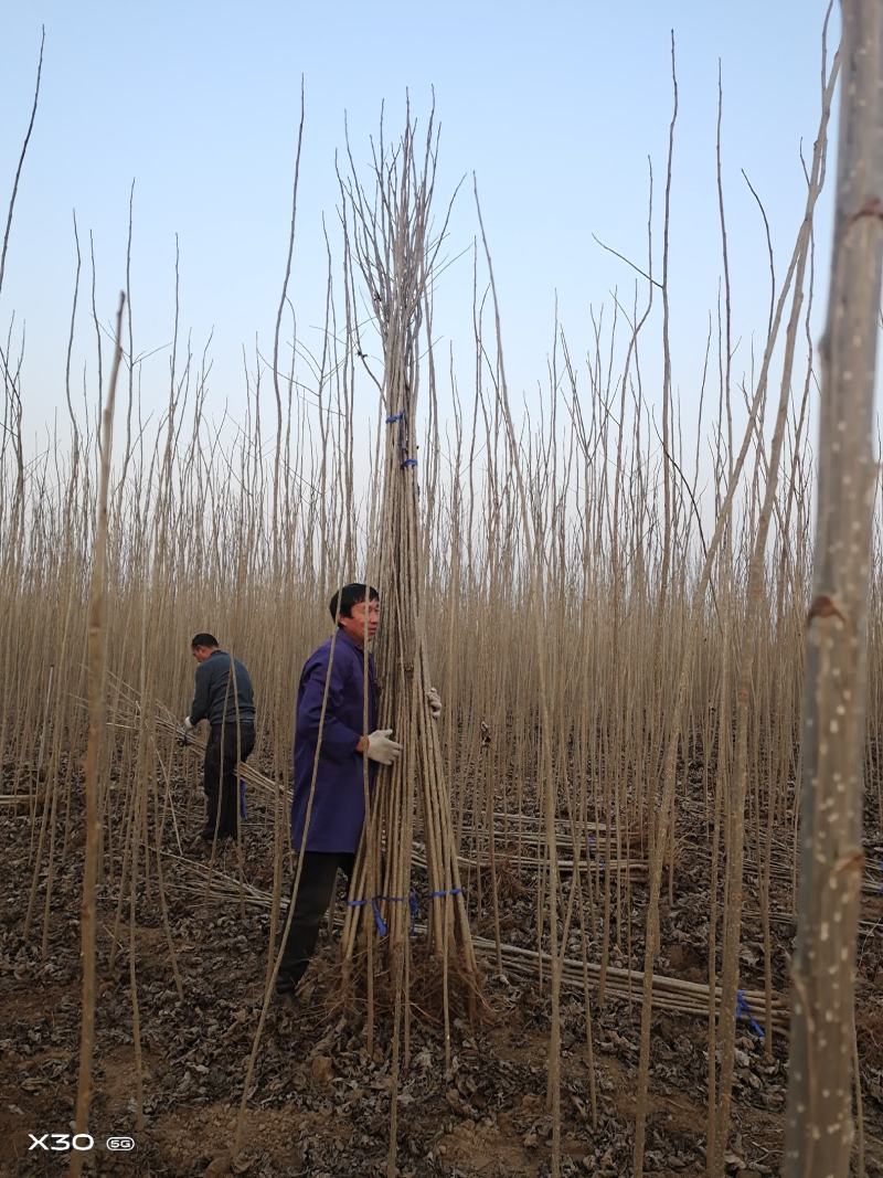 速生杨树苗产地，现挖鲜苗当天发货，新改良无絮杨树，规格齐