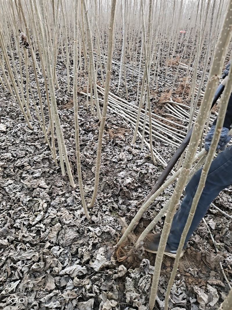 速生杨树苗产地，现挖鲜苗当天发货，新改良无絮杨树，规格齐