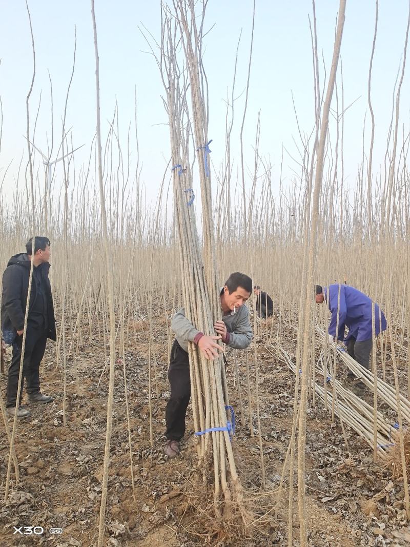 速生杨树苗产地，现挖鲜苗当天发货，新改良无絮杨树，规格齐