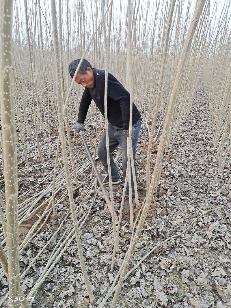 速生杨树苗产地，现挖鲜苗当天发货，新改良无絮杨树，规格齐