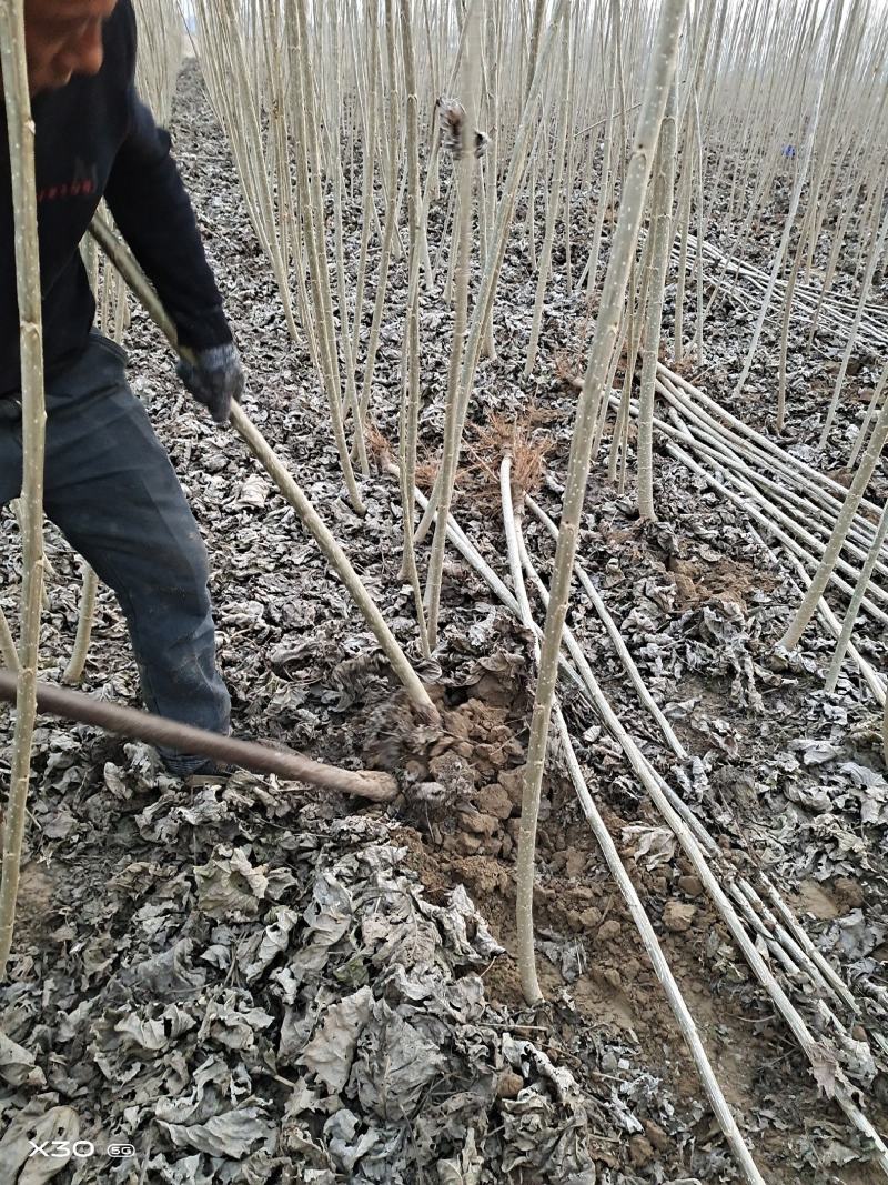 速生杨树苗产地，现挖鲜苗当天发货，新改良无絮杨树，规格齐