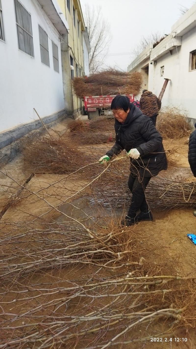 枣树苗潘枣苗冬枣苗冰糖枣枣树苗早熟伏脆蜜枣树苗
