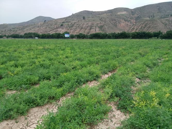 黄芪种植地实景图