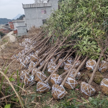 咸宁市华伟苗木供应各种规格桂花苗2至8公分储存量20万棵