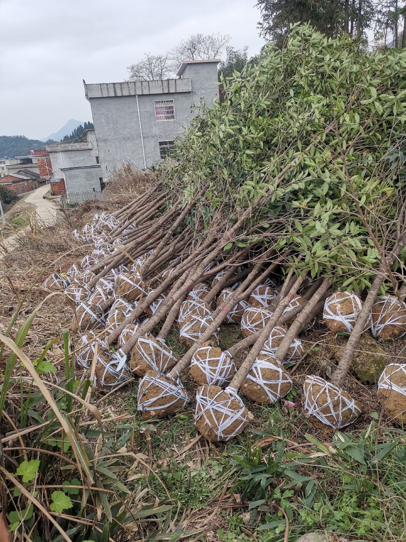 咸宁市华伟苗木供应各种规格桂花苗2至8公分储存量20万棵