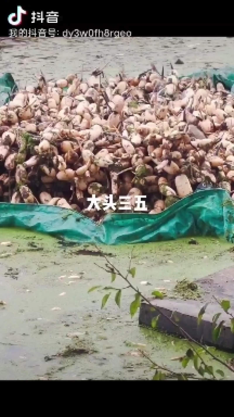 六号三五三七大量提供货第一年藕种也抓紧时间订购