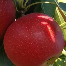 红安果梨树苗