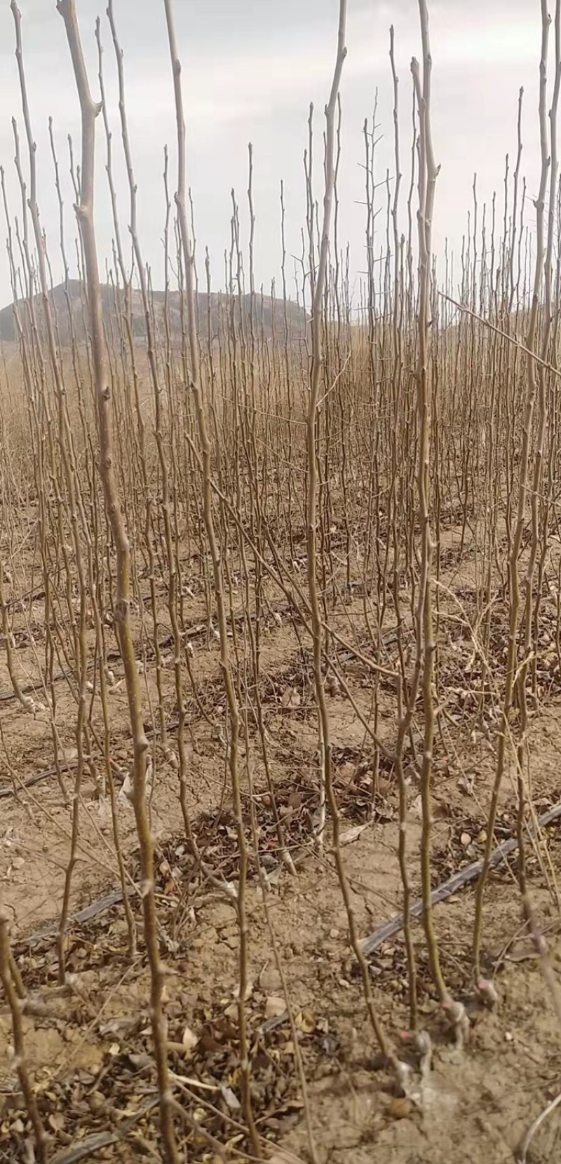 红安果梨树苗